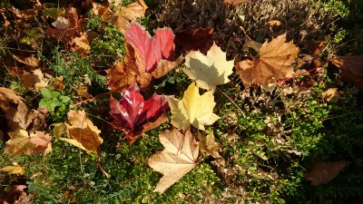 Un tapis de feuilles, l'odeur du bois dans la cheminée