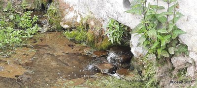 Pélerinage Sainte Alpais 2021   Bosset (8)