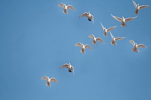 istockphoto 521888089 612x612 obsèques 8