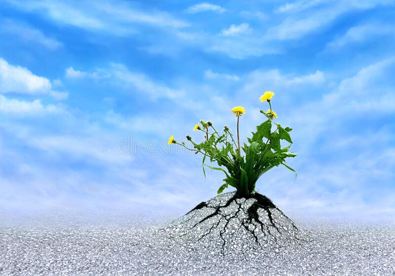 usine hope love de foi plantes briser l asphalte bol avec le ciel bleu symbole la persistance jamais renoncer à optimisme 208026718